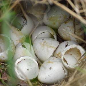 quail hatch