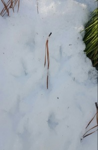 Quail tracks in snow 1-27-16 at home farm PIC site(PARKE)_2